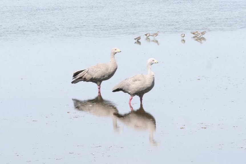 Cape Barren geese on water with reflection