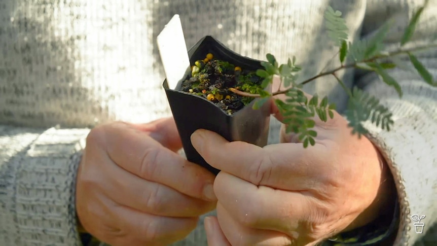 Hands holding a native plant in a tube.