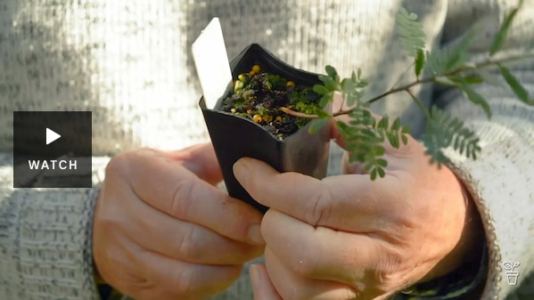 Hands holding a native plant in a tube. Has Video