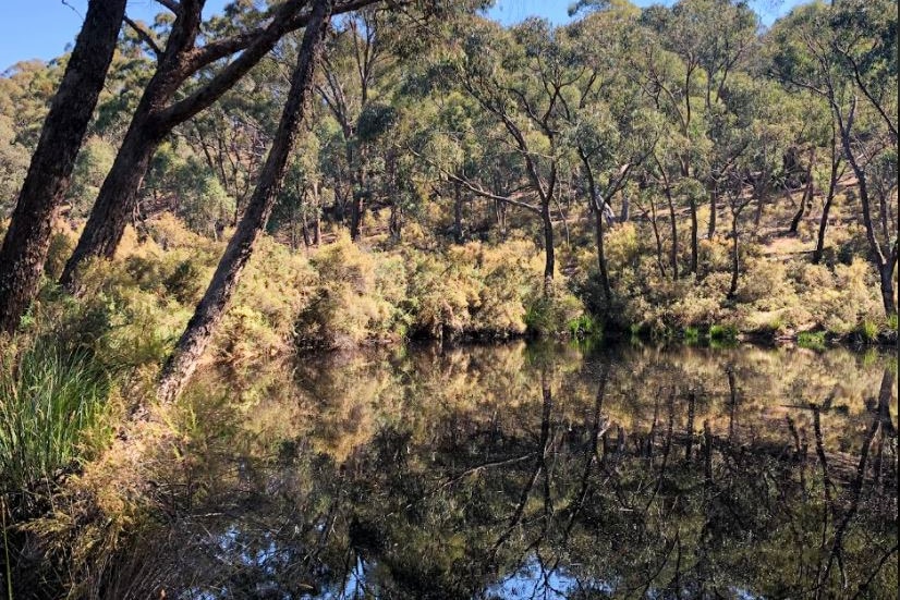 a basin of water is surrounded by bushland