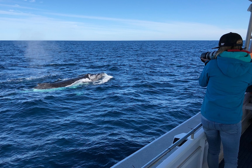 A woman is standing on a boat photographing a whale as it surfaces.
