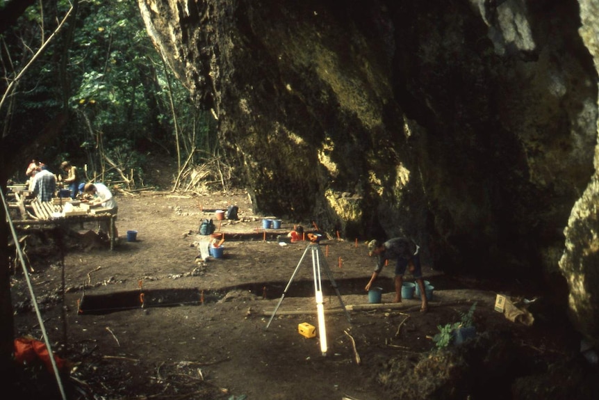 Archaeologists digging at the Tangatatau rock shelter in 1991.