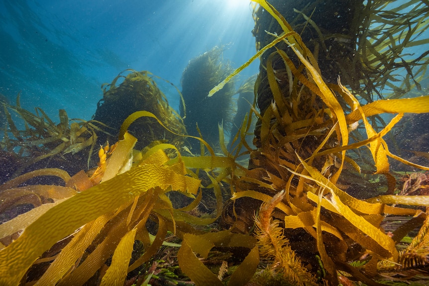 Underwater photo of golden-coloured seaweed moving with the current and giant kelp plants extending up towards ocean surface