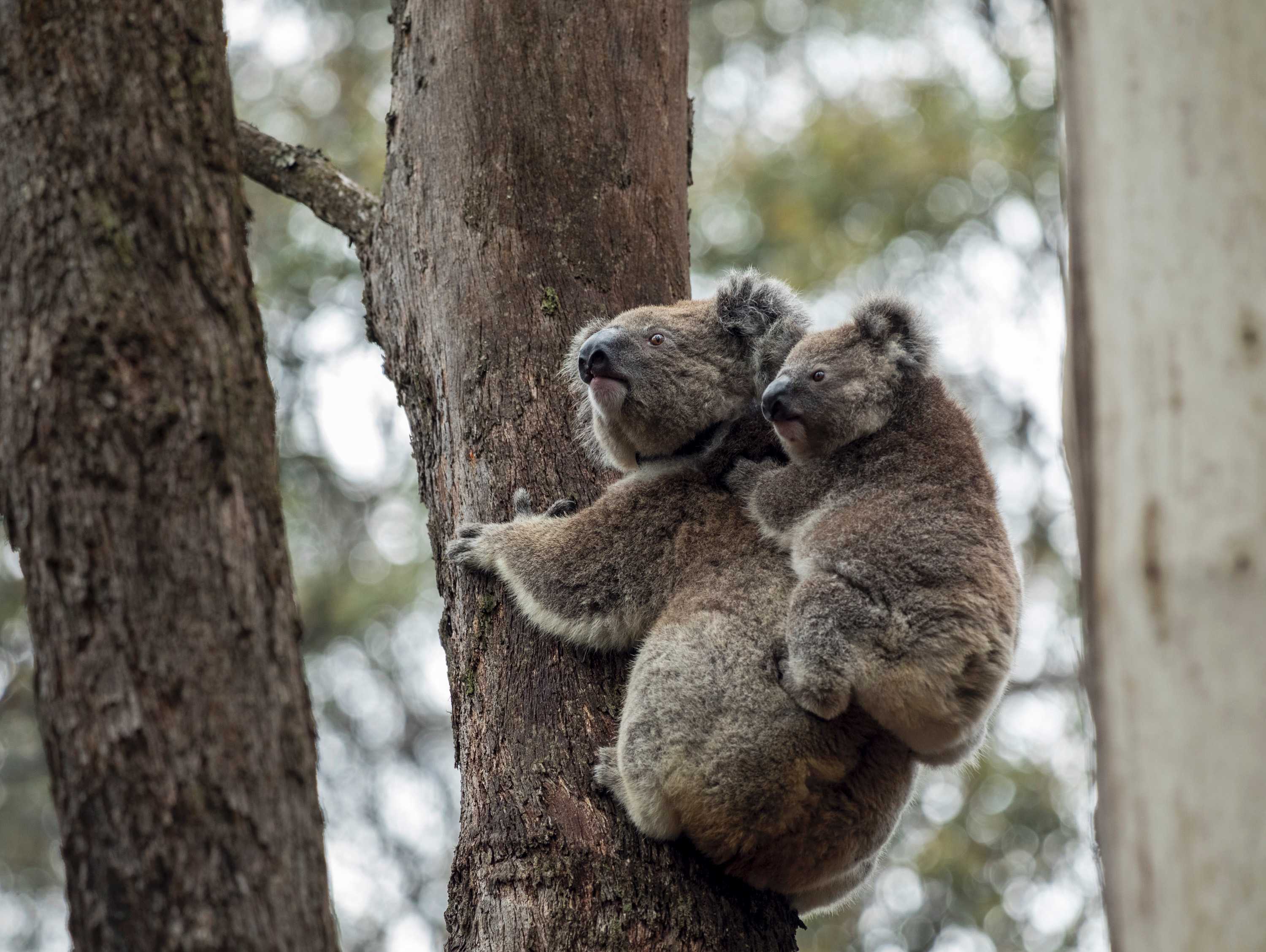 Blue Mountains Koala Colony May Avoid The Worst Of Climate Change ...