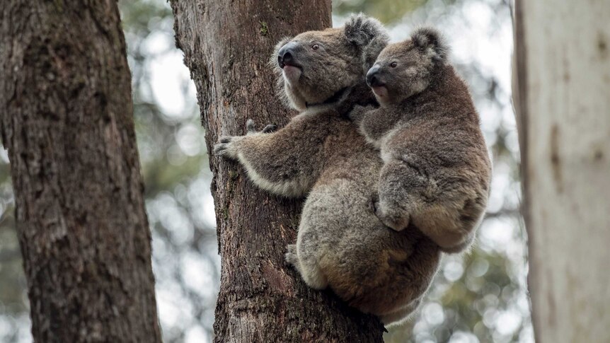 A koala with a joey on its back clings onto a tree.