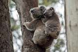 A koala on a tree in the Blue Mountains