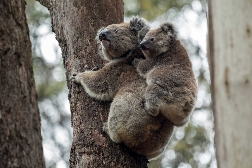 A koala mother with a baby on her back, in a tree.