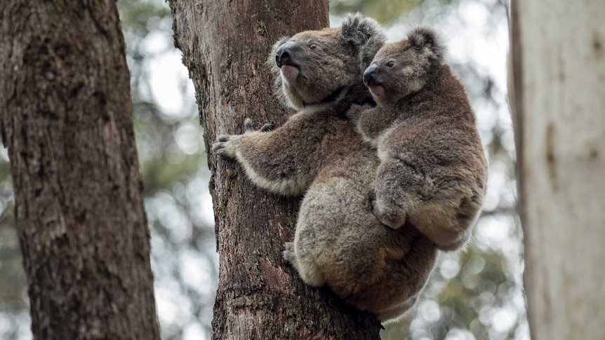 Blue Mountains koala