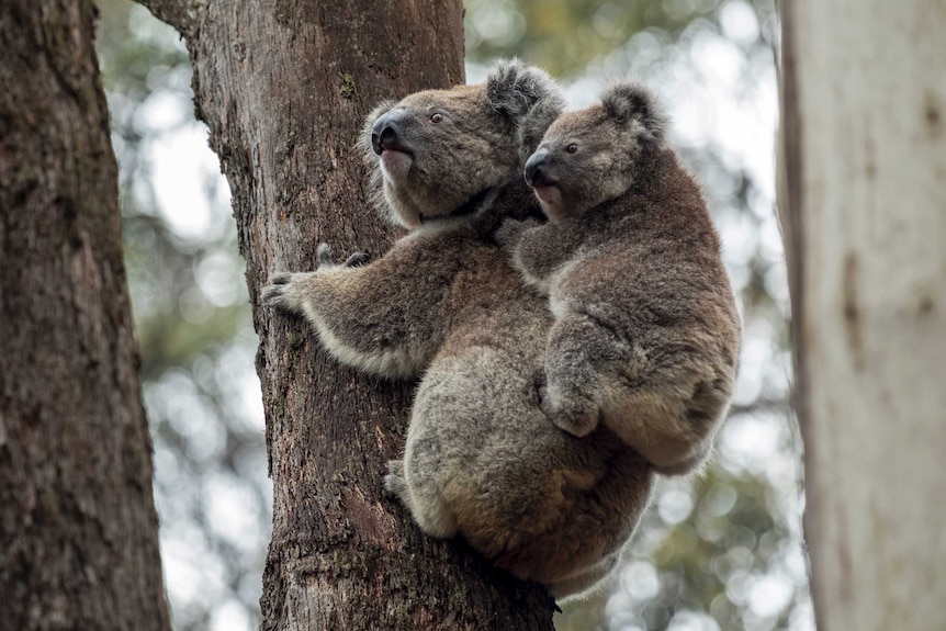 Koalas in a tree