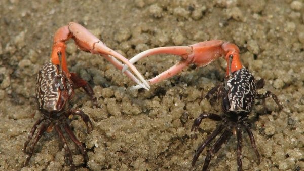 fiddler crabs