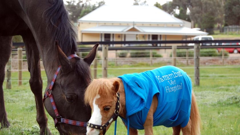 Koda was born to two normal-size miniature horses at a farm.