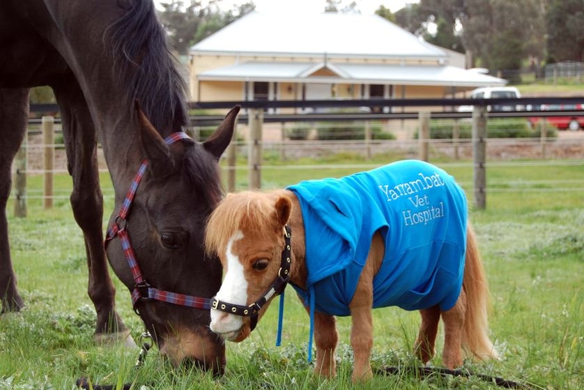 Koda was born to two normal-size miniature horses at a farm.