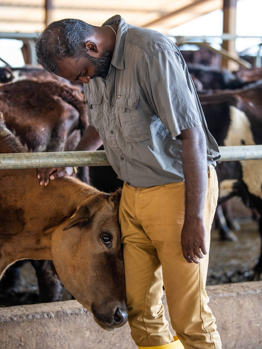Lammermoor Estate dairy farm manager Malik Gunasekaran Malik is headbutted by a cow as he strokes her neck.