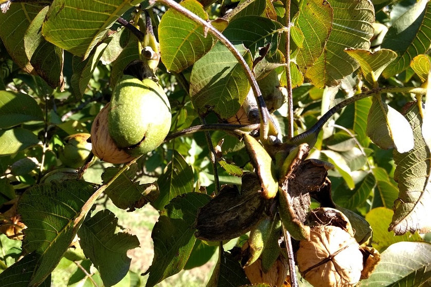 Walnuts ripening ready for harvest at Coaldale in Southern Tasmania