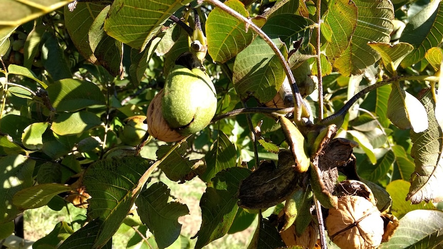 Walnuts ripening ready for harvest at Coaldale in Southern Tasmania
