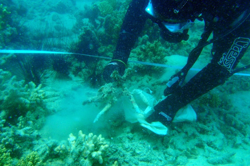 Collecting dead coral