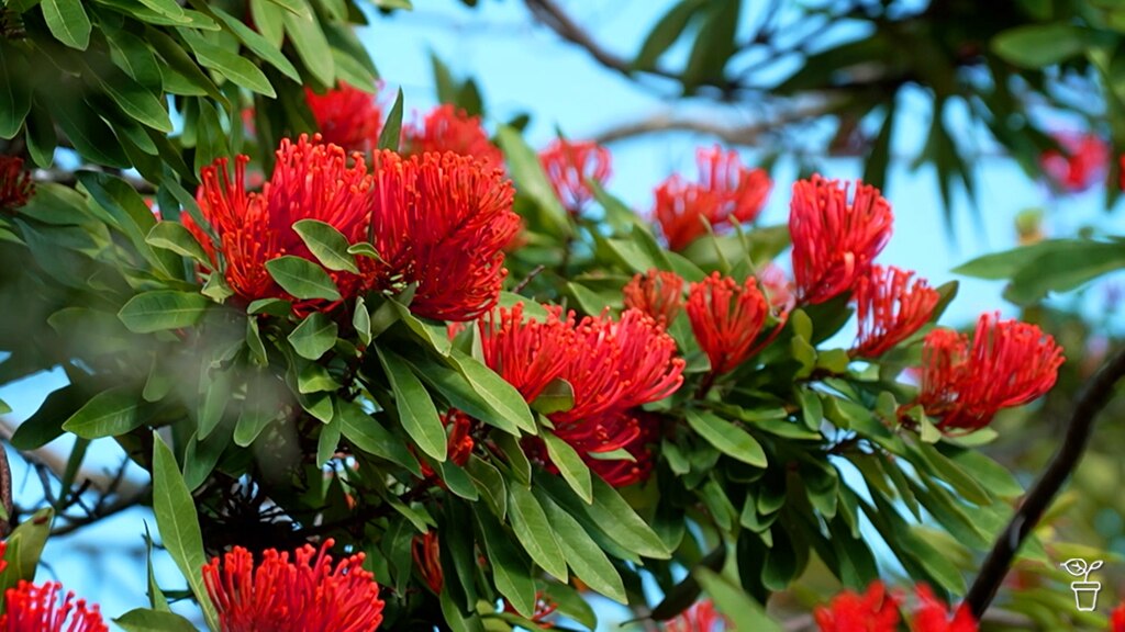 Plant Profile | Tree Waratah - Gardening Australia