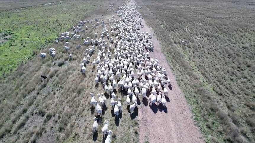 Aerial footage of sheep taken by a drone