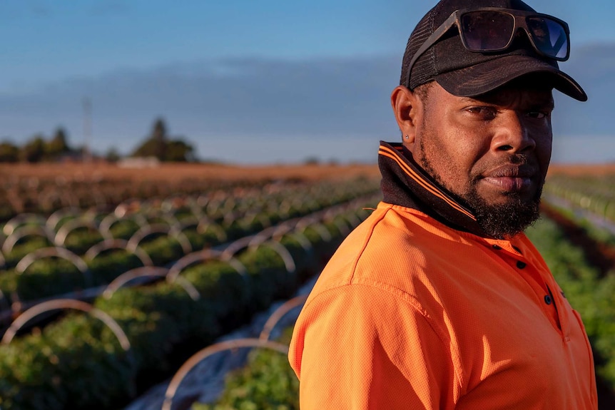 A man, wearing an orange high-viz shirt, a cap, and sunnies stands in a sweet potato patch