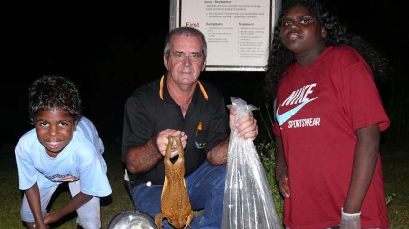 This monster toad was caught in the Northern Territory this week.