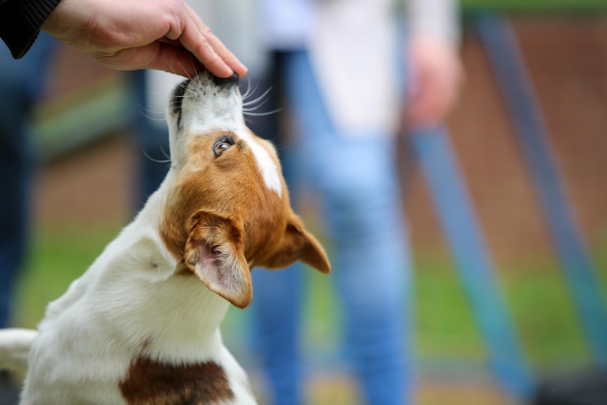 A Jack Russell puppy licks its owners hand.