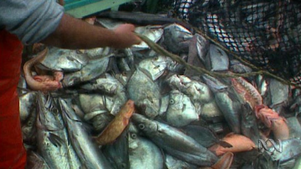 A big pile of fish after being caught on a trawler