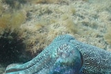 Breeding season but little evidence of giant Australian cuttlefish