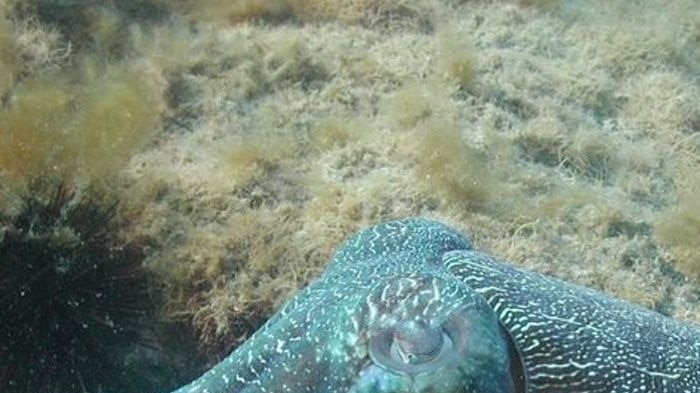 Breeding season but little evidence of giant Australian cuttlefish