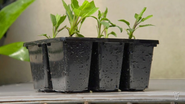 Seedling tray with plant cuttings growing.