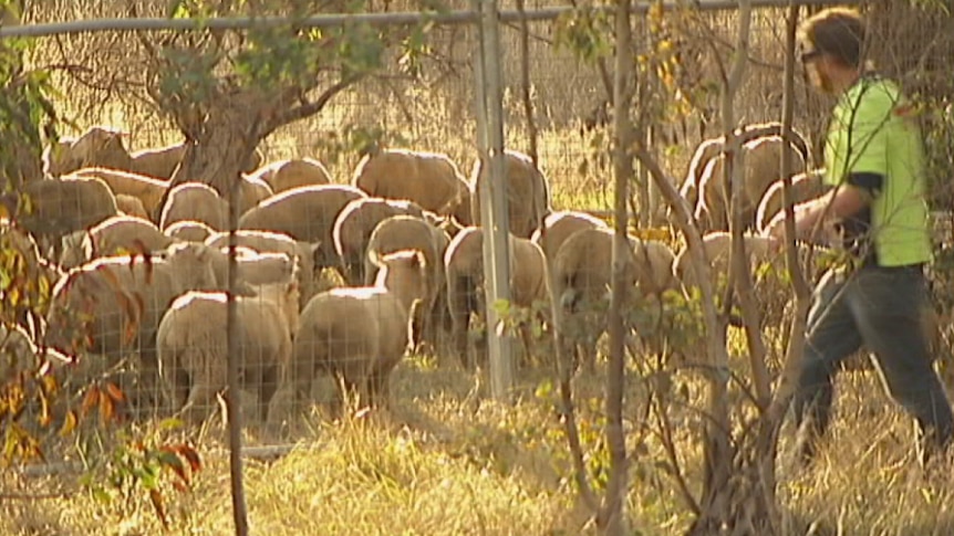 Sheep truck rolls in Canberra