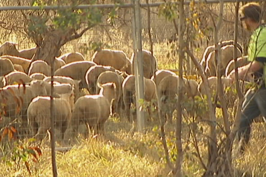 Sheep truck rolls in Canberra