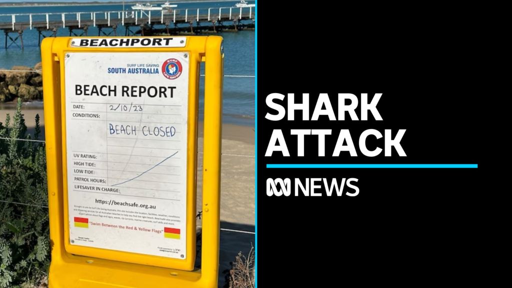 Shark bite survivor recovering in South Australian hospital - ABC News