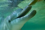 Comet the dolphin underwater going to eat a fish with its mouth open