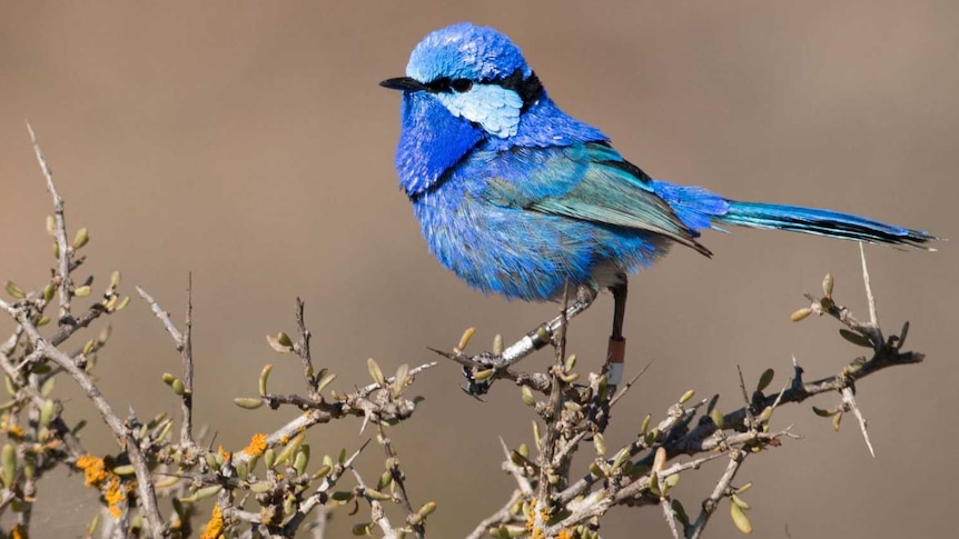 A small beautiful blue bird perches on a bush