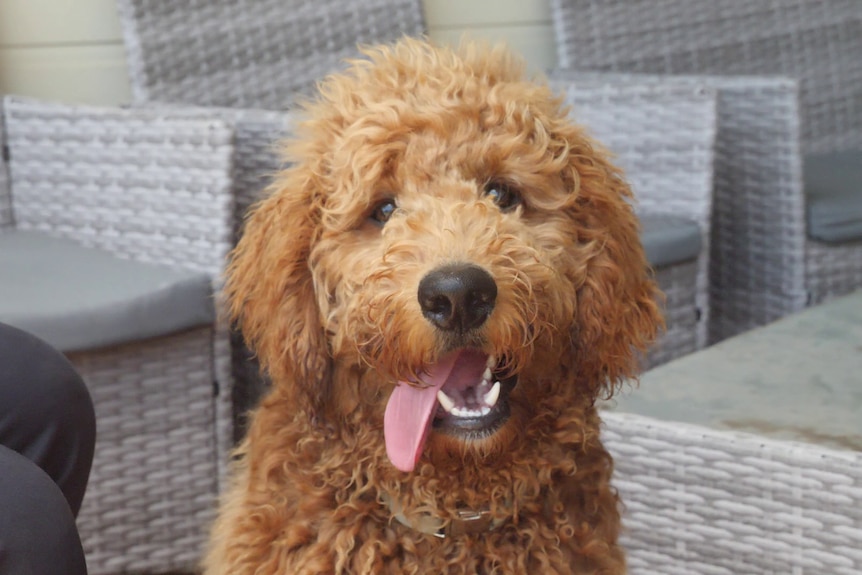 Caramel coloured groodle dog with tongue out mouth open looking at the camera