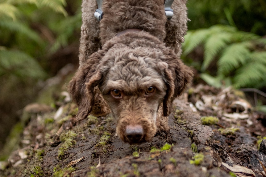 An Italian water dog with a high-vis vest on sniffing a log as she walks across.