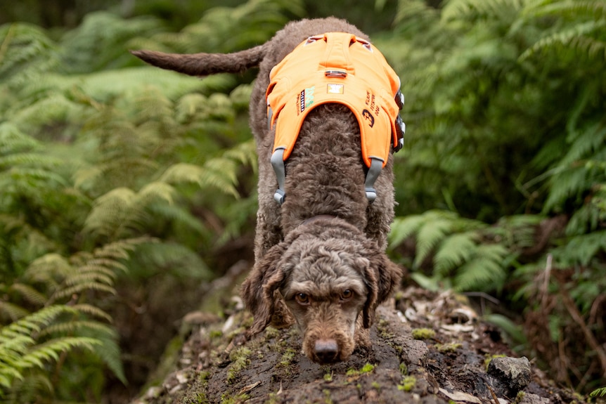 An Italian water dog with a high-vis vest on sniffing a log as she walks across.