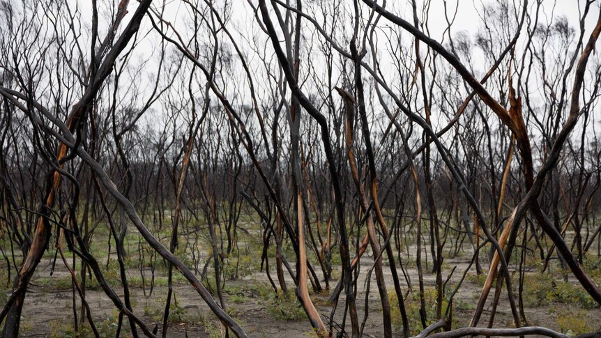 Regrowth in fire-affected bushland near Scaddan, Western Australia.