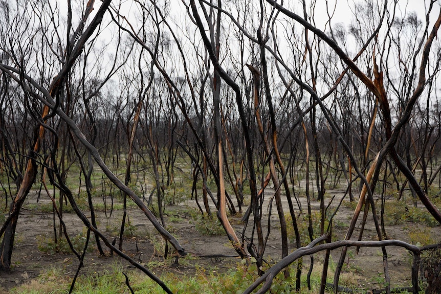 Regrowth in fire-affected bushland near Scaddan, Western Australia.