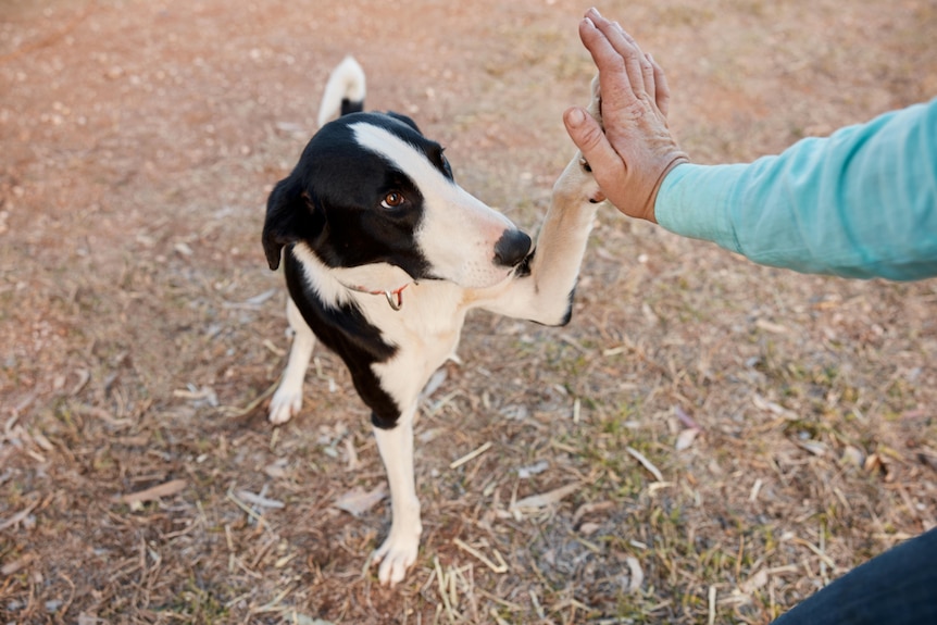 A dog gives a woman a high five.