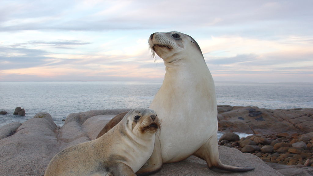 Файл:Zalophus californianus Morro  Википедия
