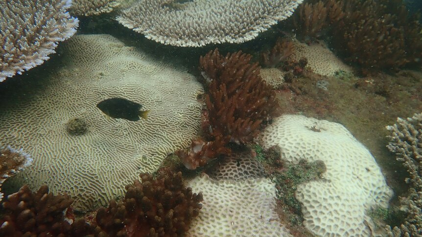 A fish swims near some coral.