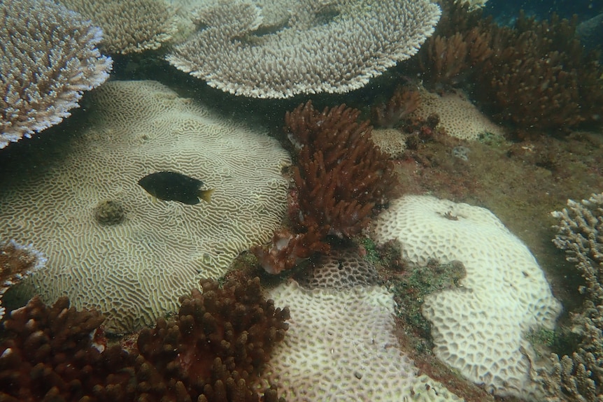 White coral with one black fish