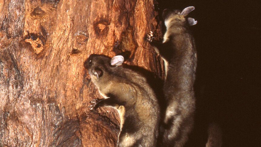 A family group of yellow-bellied gliders gather on a red stringy bark tree to feed on its sap.