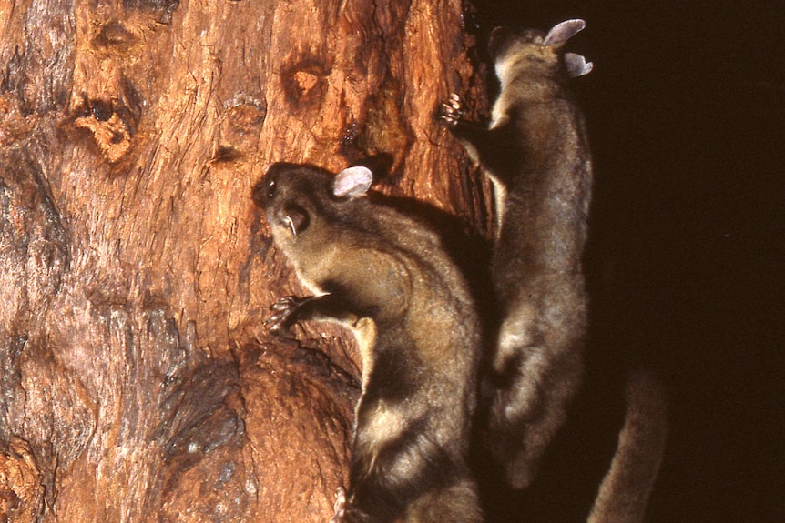 A family group of yellow-bellied gliders gather on a red stringy bark tree to feed on its sap.