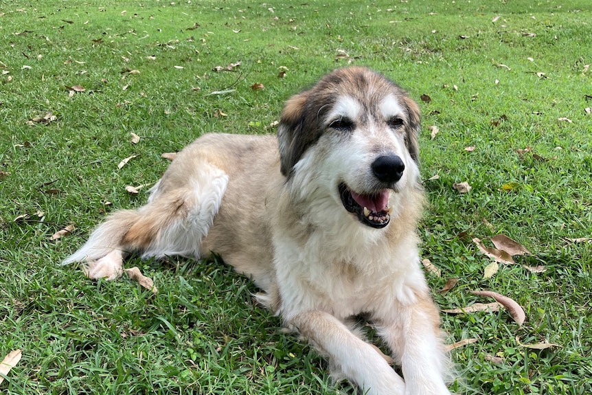 Senior dog Timmy lives at the Goullet's senior dog sanctuary.