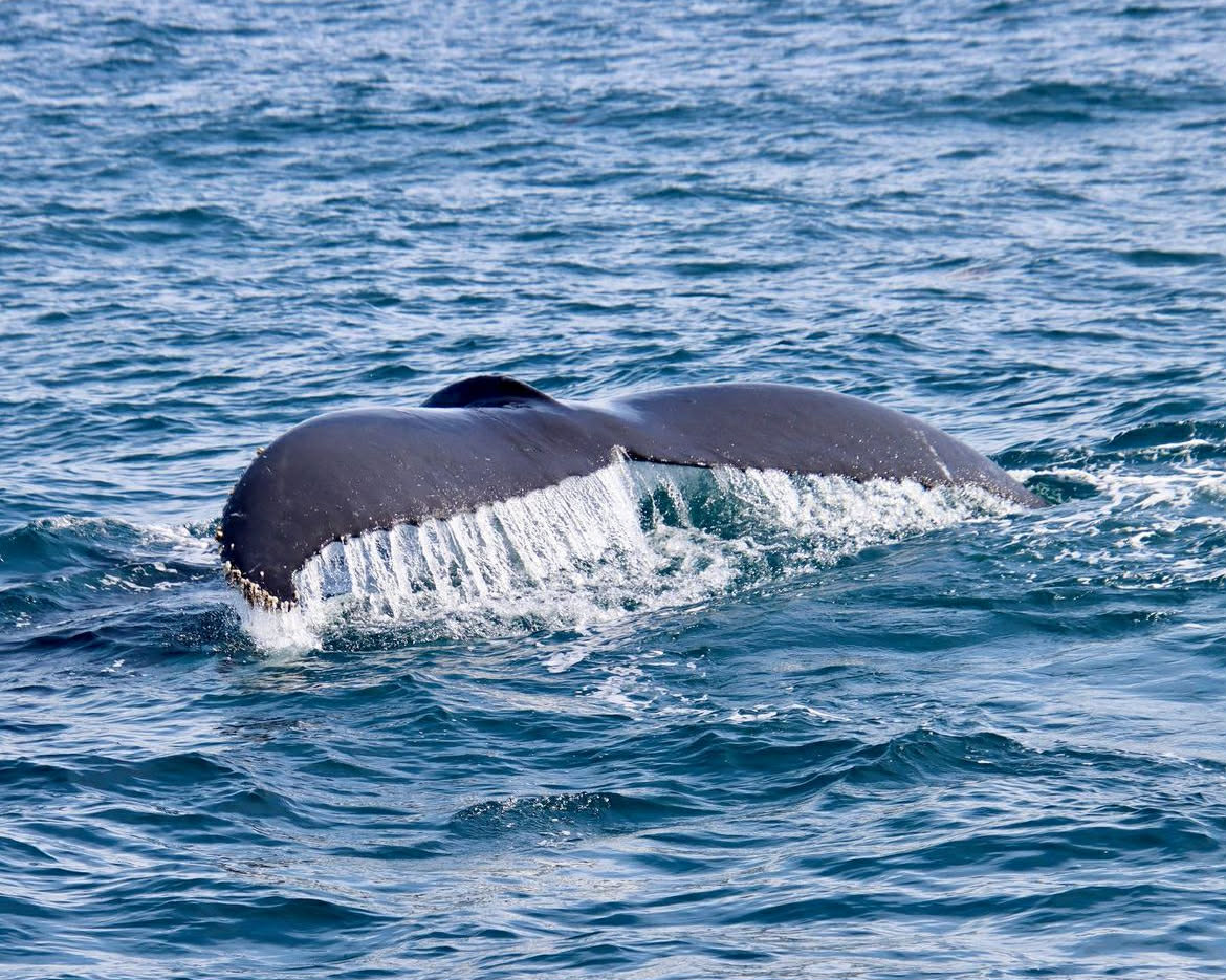 Uma cauda de baleia no oceano.