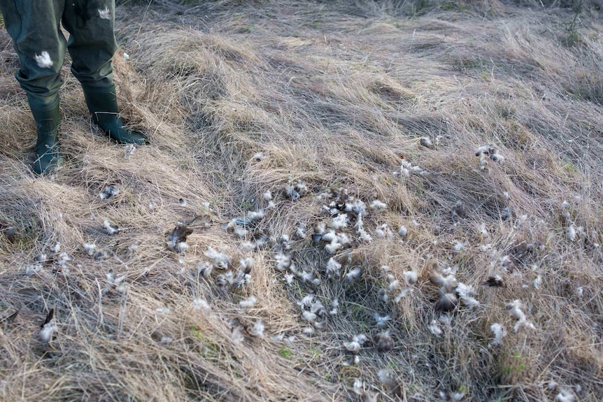 Feathers cover the ground at the feet of hunter Dean Rundell as he plucks a bird.