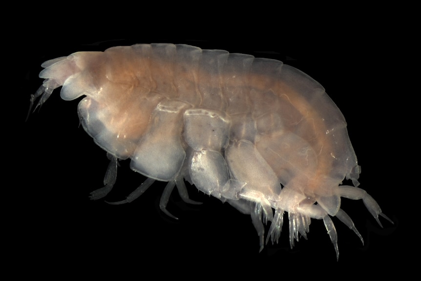 A burying amphipod from subtidal sandy substrates.