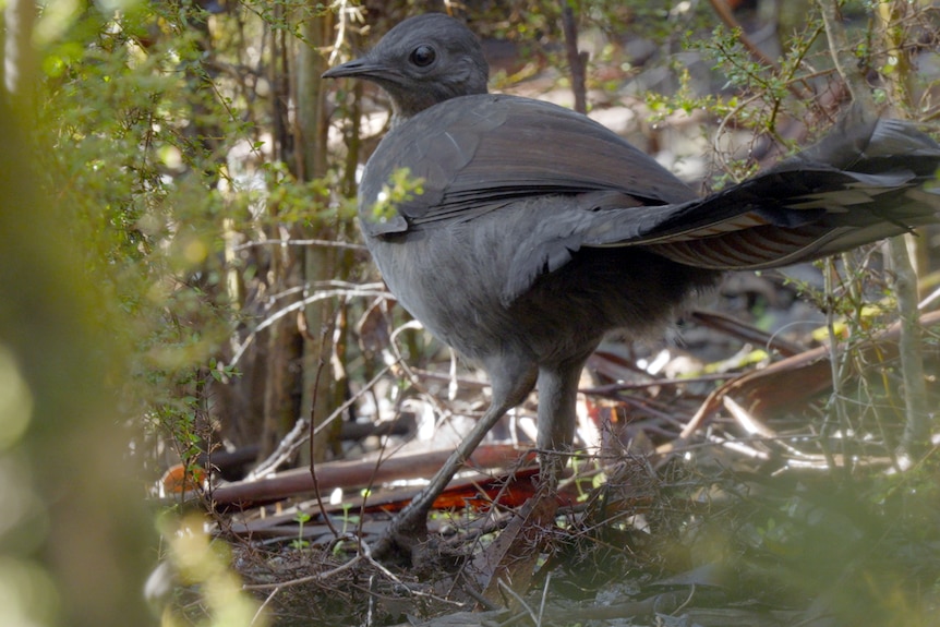 A juvenile lyrebird in the scrub in Sherbrooke Forest.